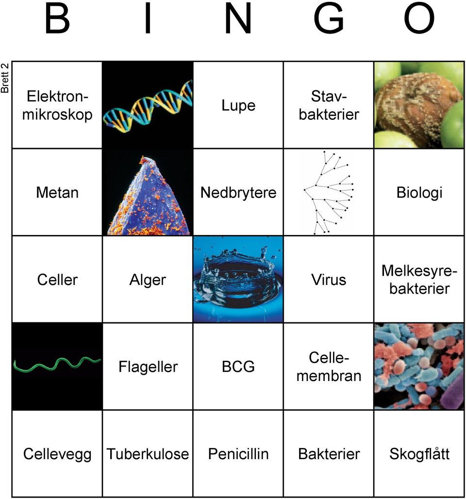 Virus 3 Flageller BCG 2 Cellevegg