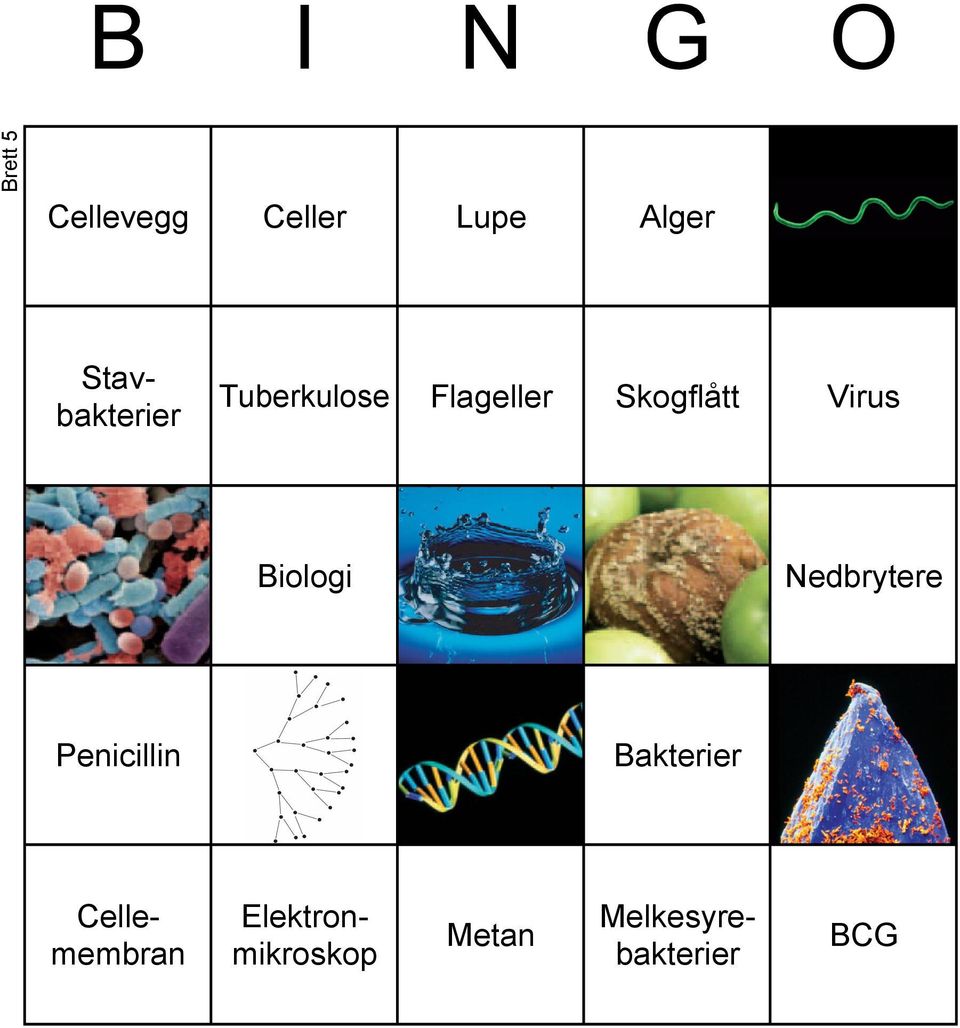 Skogflått Virus 2 Biologi 6