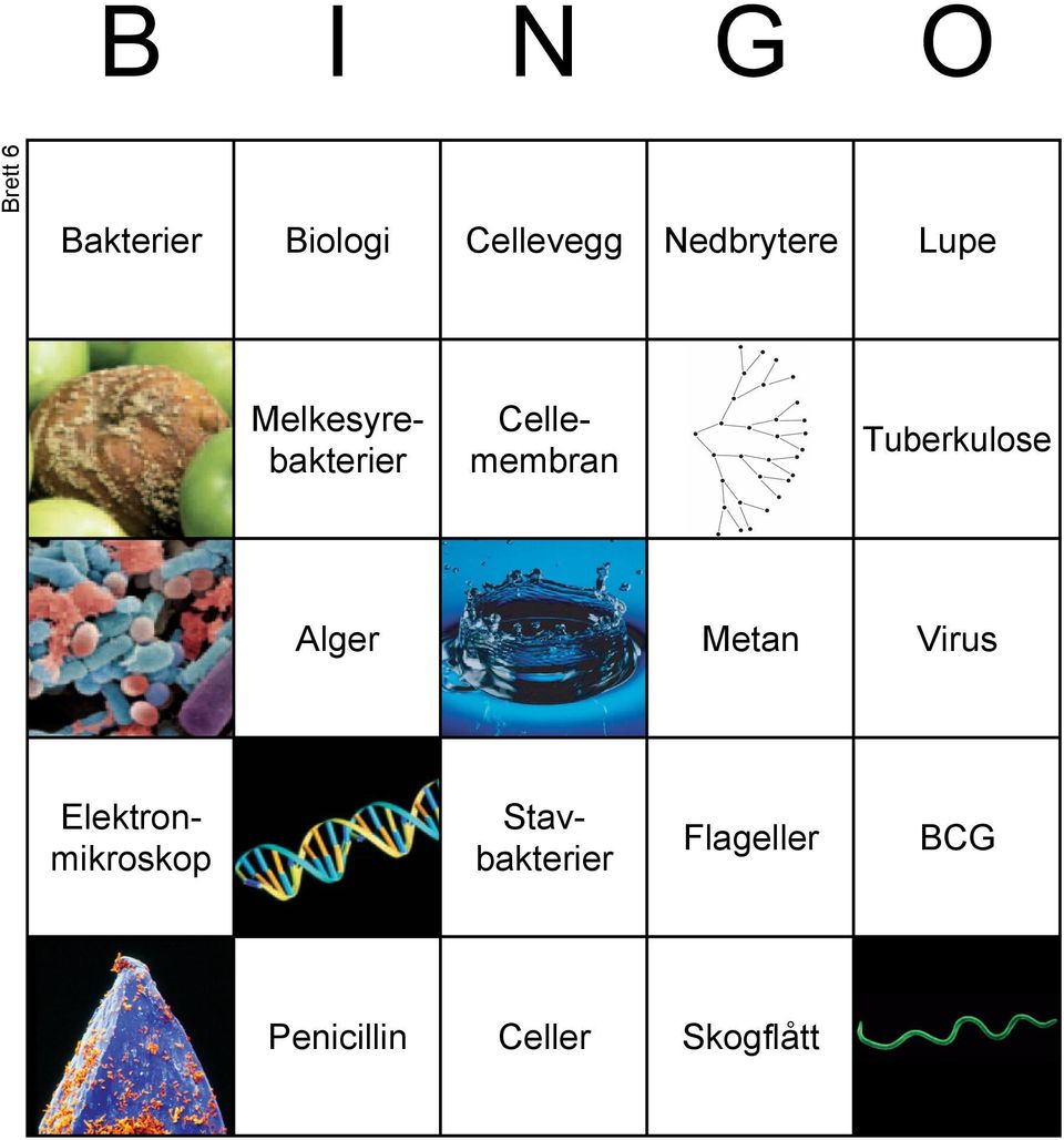 Tuberkulose 2 Alger Metan Virus 1