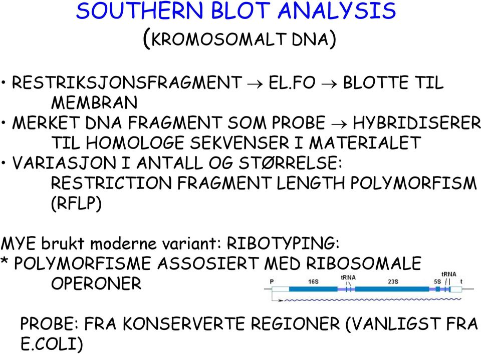 MATERIALET VARIASJON I ANTALL OG STØRRELSE: RESTRICTION FRAGMENT LENGTH POLYMORFISM (RFLP) MYE