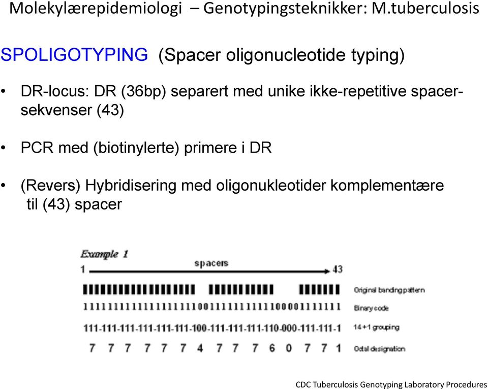 separert med unike ikke-repetitive spacersekvenser (43) PCR med (biotinylerte)
