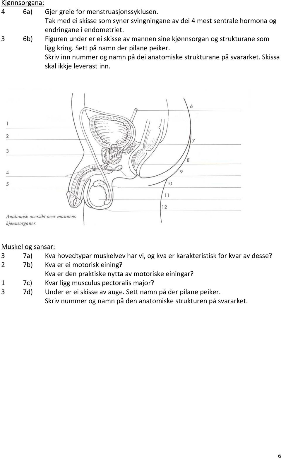 Skriv inn nummer og namn på dei anatomiske strukturane på svararket. Skissa skal ikkje leverast inn.