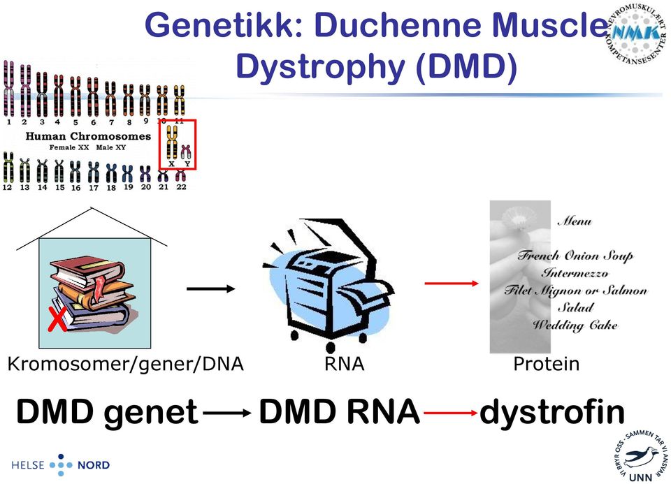 Kromosomer/gener/DNA RNA