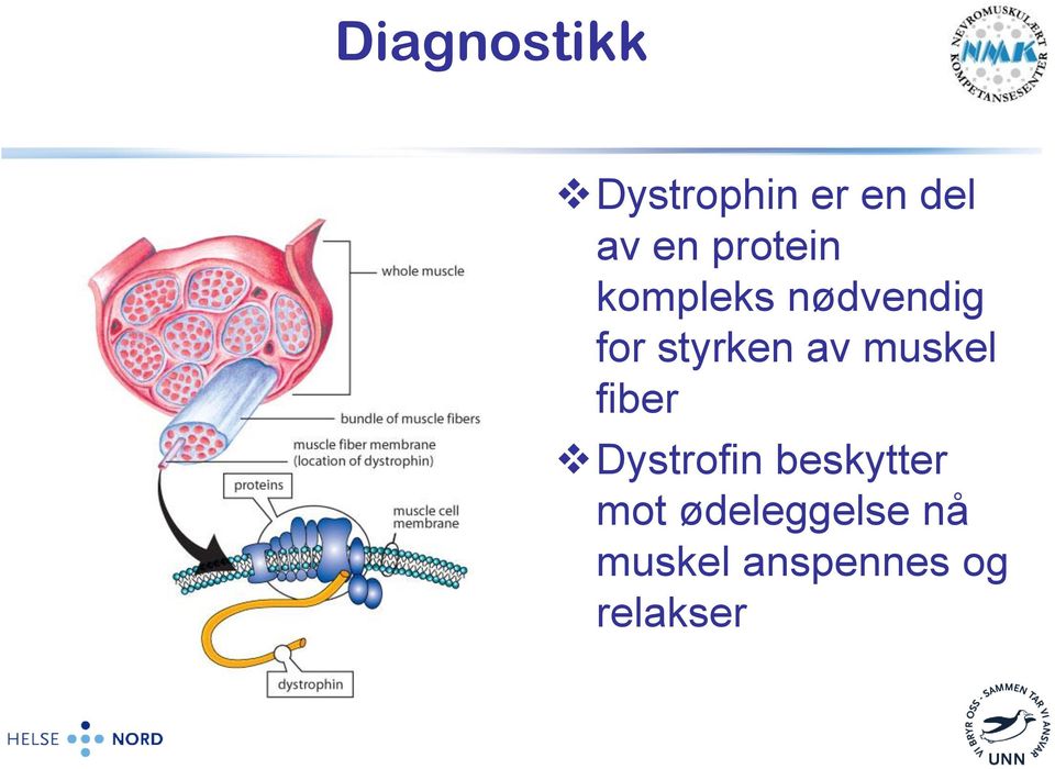 av muskel fiber Dystrofin beskytter mot