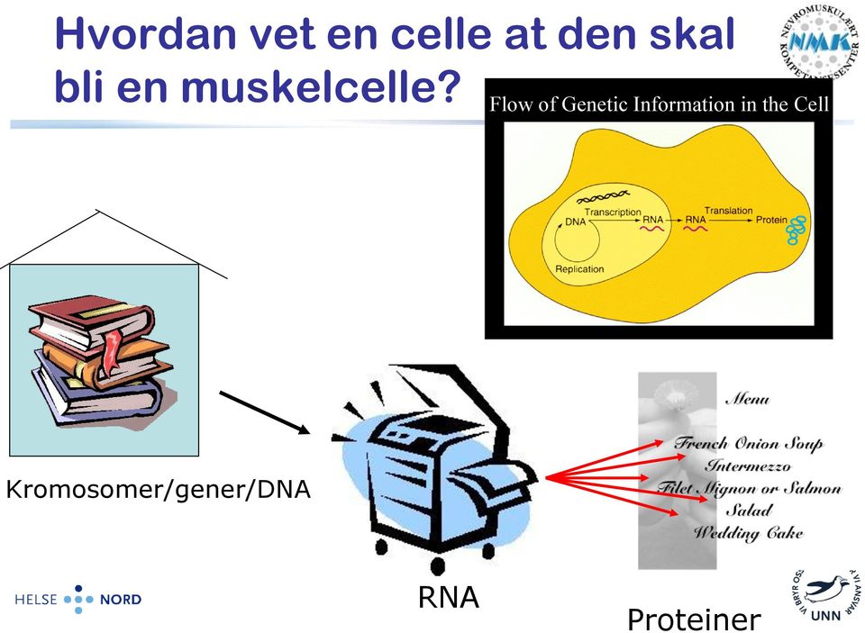 Flow of Genetic Information in