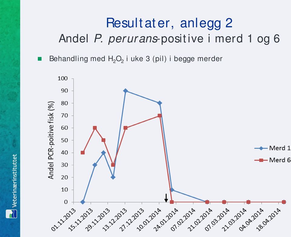 og 6 Behandling med H 2 O 2