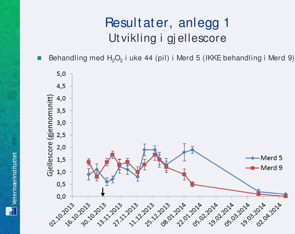 Behandling med H 2 O 2 i uke