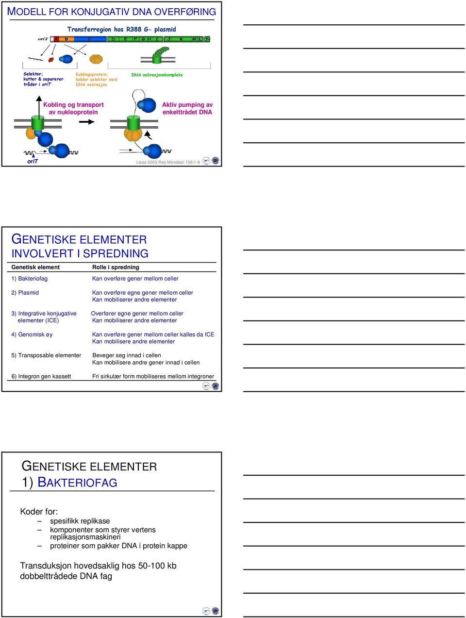 overføre gener mellom celler 2) Plasmid Kan overføre egne gener mellom celler Kan mobiliserer andre elementer 3) Integrative konjugative Overfører egne gener mellom celler elementer (ICE) Kan