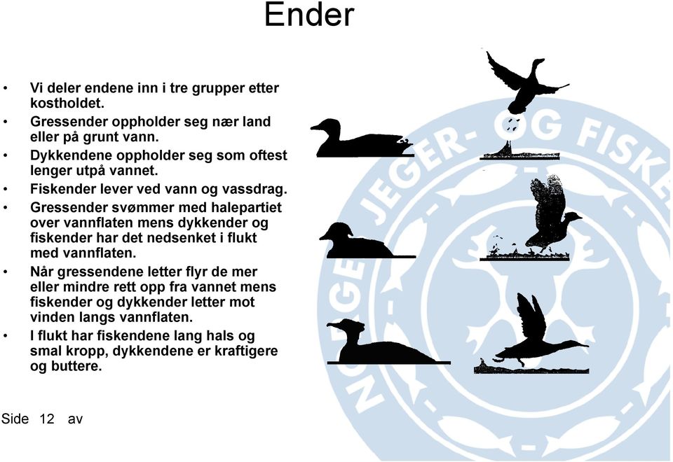 Gressender svømmer med halepartiet over vannflaten mens dykkender og fiskender har det nedsenket i flukt med vannflaten.