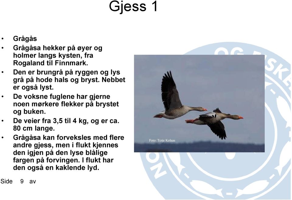 De voksne fuglene har gjerne noen mørkere flekker på brystet og buken. De veier fra 3,5 til 4 kg, og er ca.