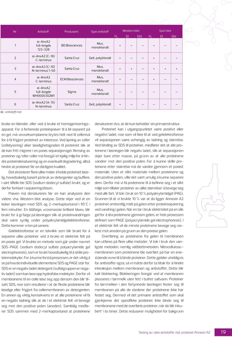 monoklonalt 6 α-; antistoff mot α-anxa2 (A-15) N-terminus Santa Cruz Geit, polyklonalt + bruke en blender, eller ved å bruke et homogeniseringsapparat.