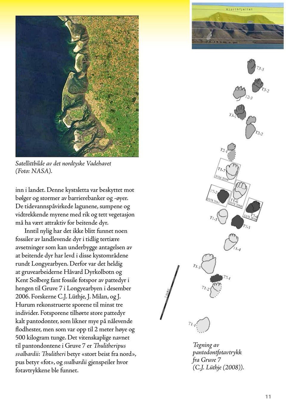 Inntil nylig har det ikke blitt funnet noen fossiler av landlevende dyr i tidlig tertiære avsetninger som kan underbygge antagelsen av at beitende dyr har levd i disse kystområdene rundt Longyearbyen.