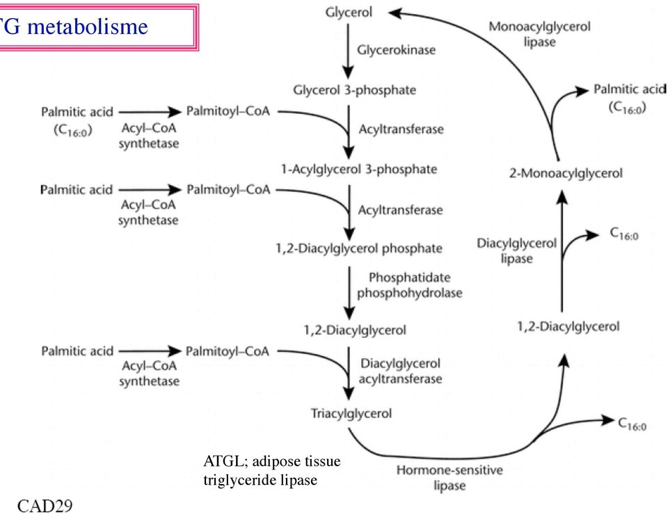 adipose tissue