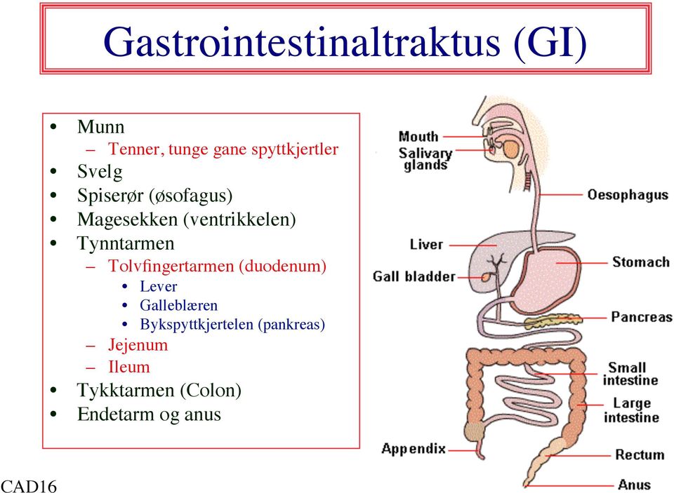 (ventrikkelen) Tynntarmen Tolvfingertarmen (duodenum) Lever