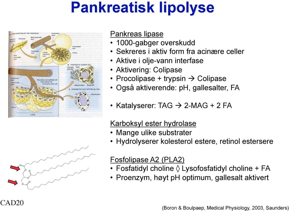 Karboksyl ester hydrolase Mange ulike substrater Hydrolyserer kolesterol estere, retinol estersere Fosfolipase A2 (PLA2) Fosfatidyl