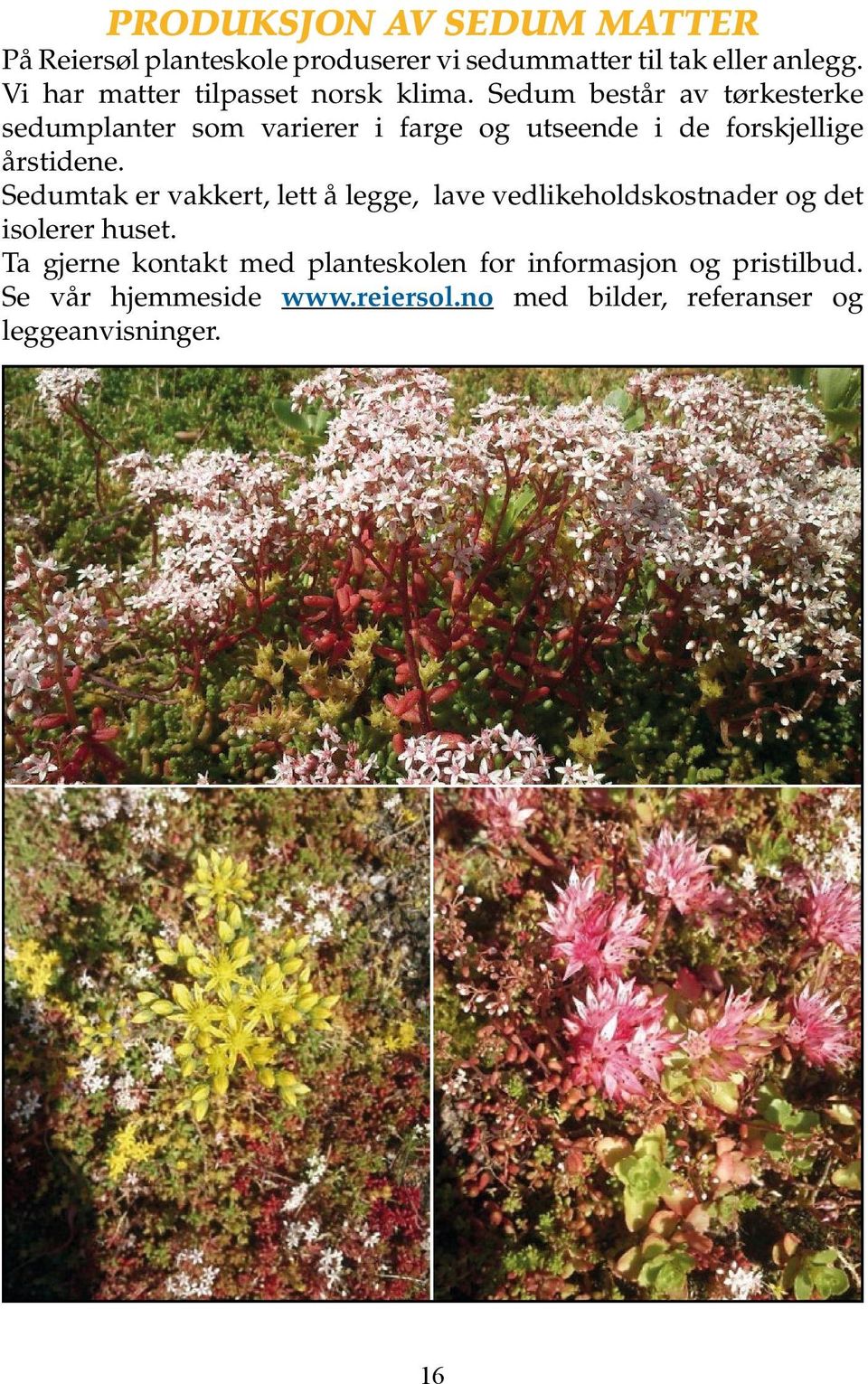 Sedum består av tørkesterke sedumplanter som varierer i farge og utseende i de forskjellige årstidene.