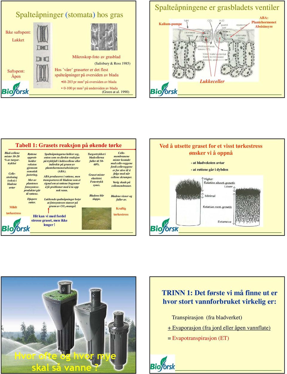 199) Lukkeceller Blad-cellene mister 1- % av turgortrykket Cellestrekning (vekst) i bladene avtar Mildt tørkestress Tabell 1: Grasets reaksjon på økende tørke Røttene opprettholder veksten gjennom
