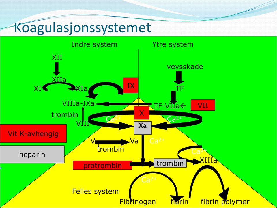 TF-VIIa VII VII Ca 2+ X Virkn Xa Ca 2+ V Va Ca t 2+ trombin