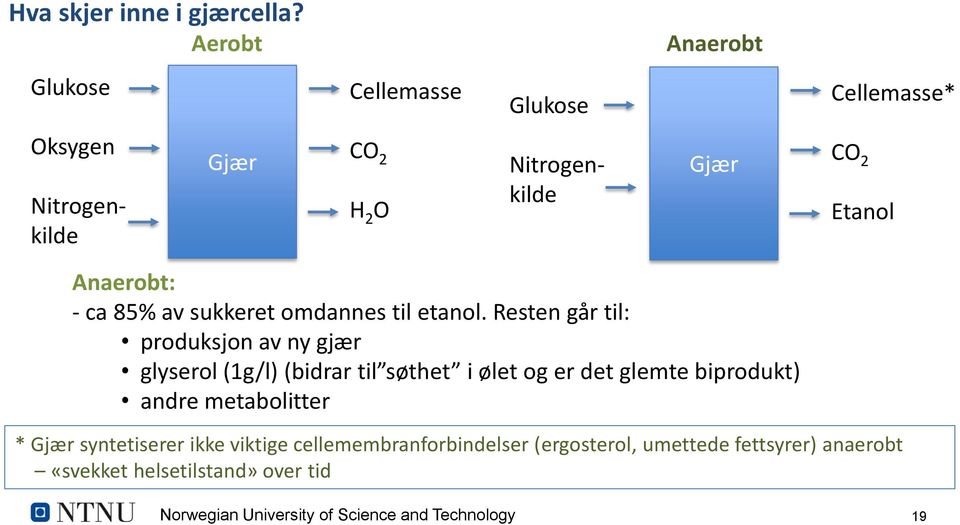 Anaerobt: - ca 85% av sukkeret omdannes til etanol.