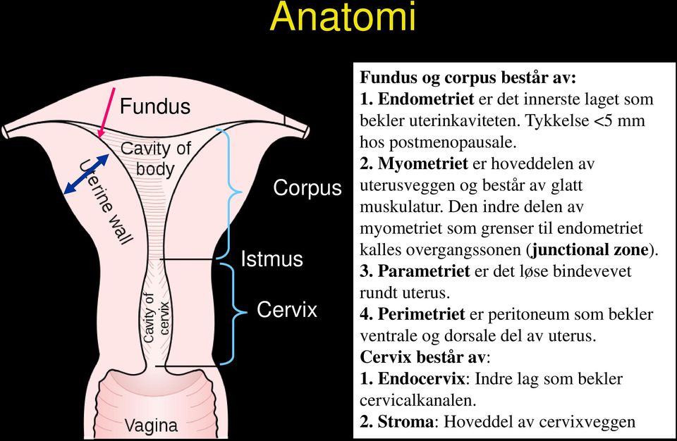 Den indre delen av myometriet som grenser til endometriet kalles overgangssonen (junctional zone). 3.