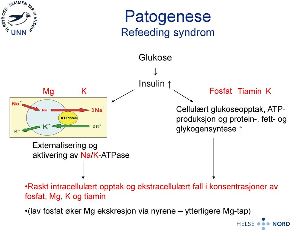 aktivering av Na/K-ATPase Raskt intracellulært opptak og ekstracellulært fall i