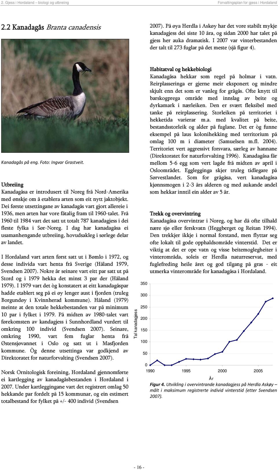 I 2007 var vinterbestanden der talt til 273 fuglar på det meste (sjå figur 4). Kanadagås på eng. Foto: Ingvar Grastveit.