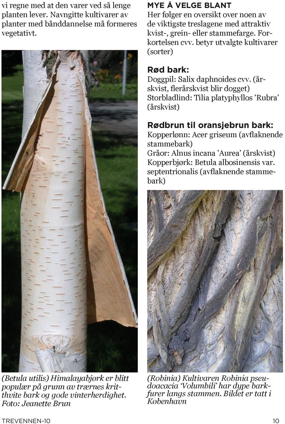 betyr utvalgte kultivarer (sorter) Rød bark: Doggpil: Salix daphnoides cvv.