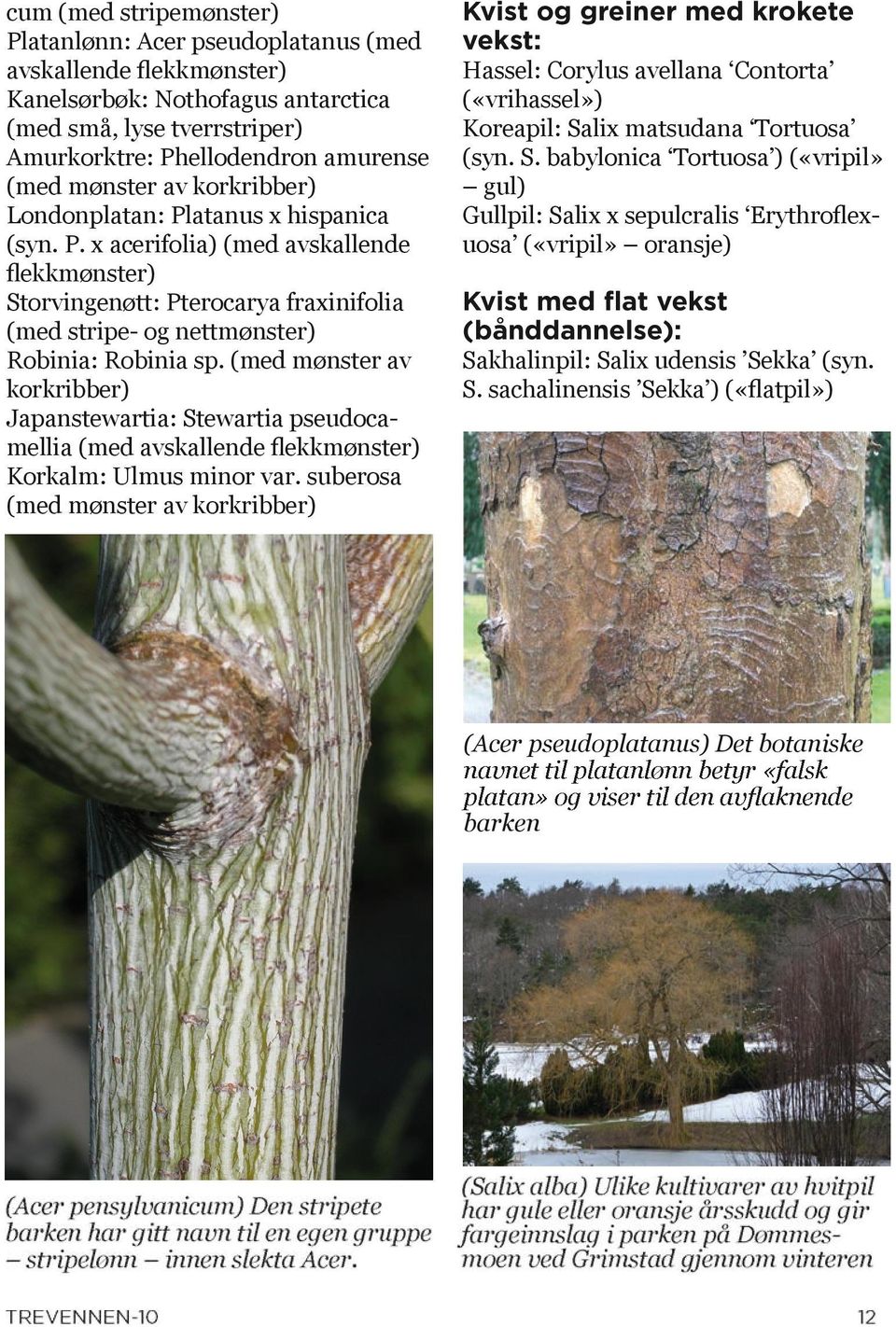 (med mønster av korkribber) Japanstewartia: Stewartia pseudocamellia (med avskallende flekkmønster) Korkalm: Ulmus minor var.