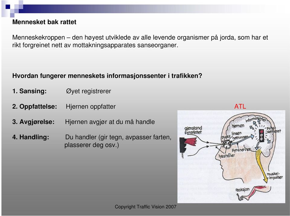 Hvordan fungerer menneskets informasjonssenter i trafikken? 1. Sansing: Øyet registrerer 2.