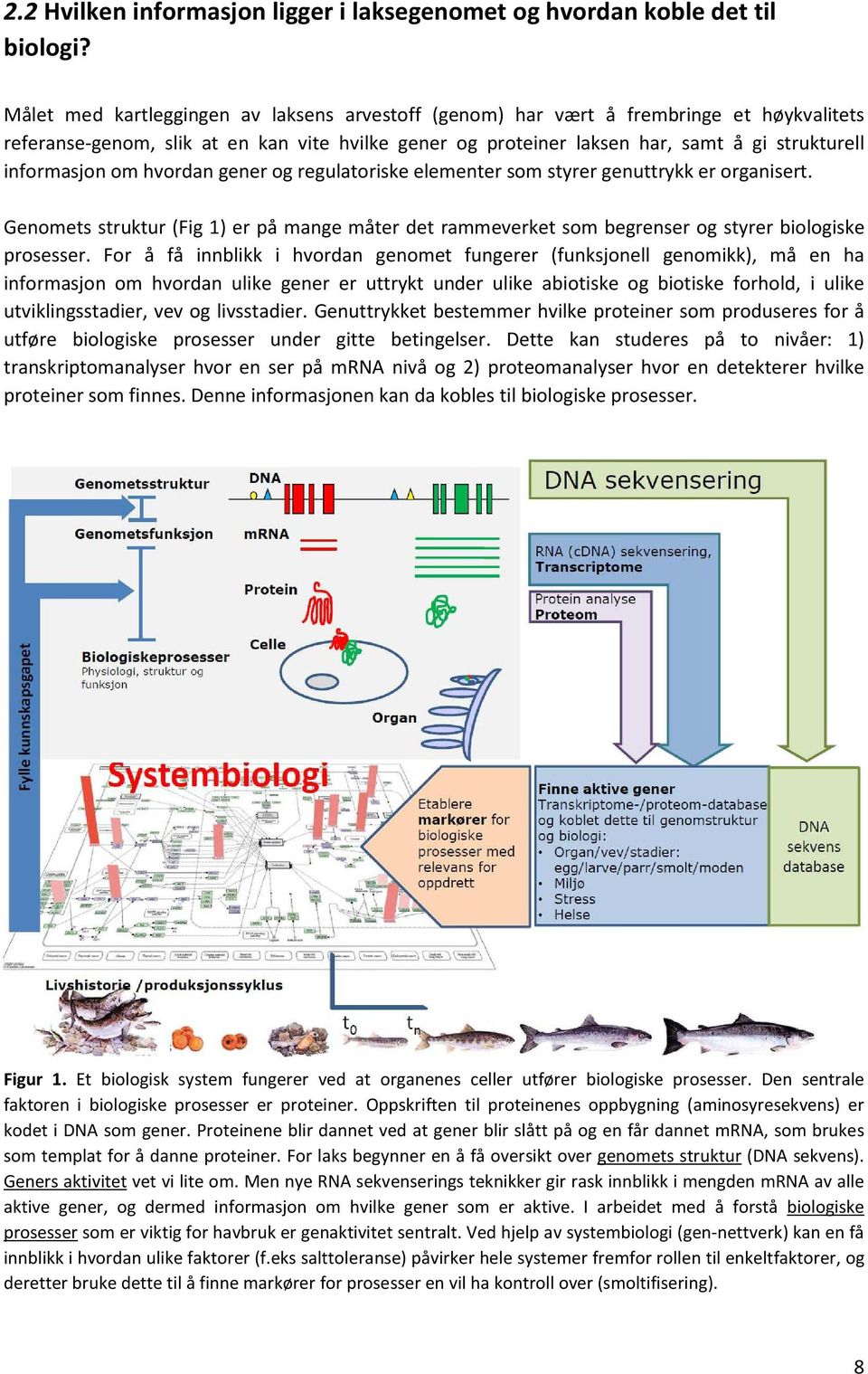 om hvordan gener og regulatoriske elementer som styrer genuttrykk er organisert. Genomets struktur (Fig 1) er på mange måter det rammeverket som begrenser og styrer biologiske prosesser.