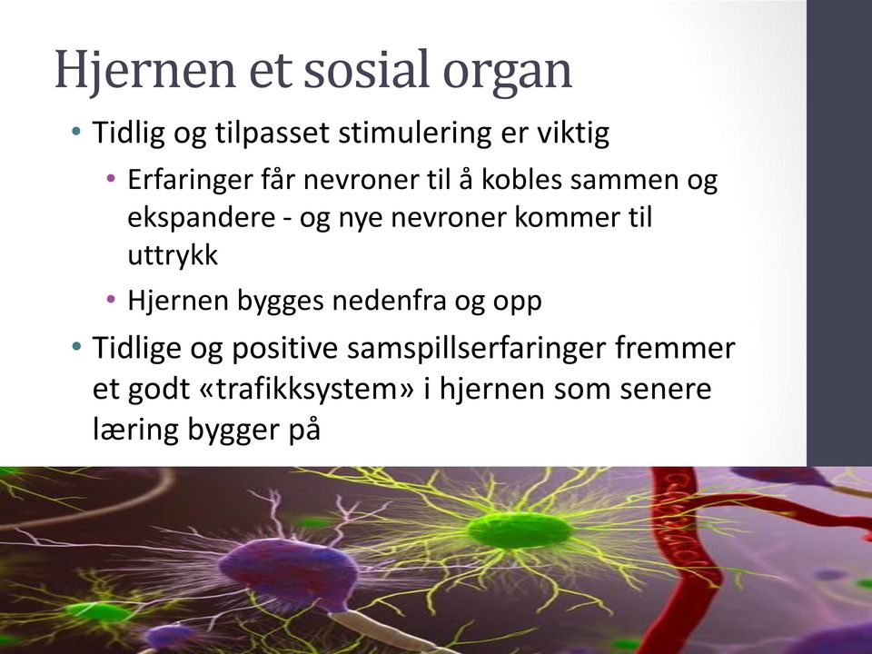 kommer til uttrykk Hjernen bygges nedenfra og opp Tidlige og positive