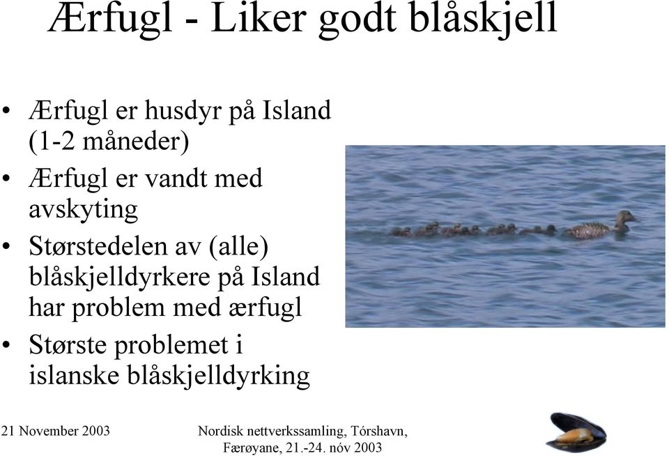 Størstedelen av (alle) blåskjelldyrkere på Island har