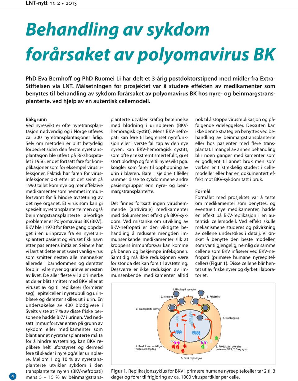 cellemodell. 4 Bakgrunn Ved nyresvikt er ofte nyretransplantasjon nødvendig og i Norge utføres ca. 300 nyretransplantasjoner årlig.