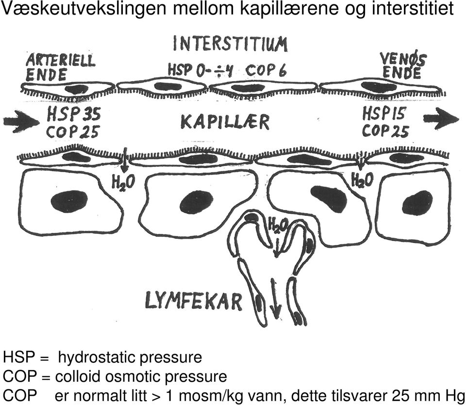 = colloid osmotic pressure COP er normalt