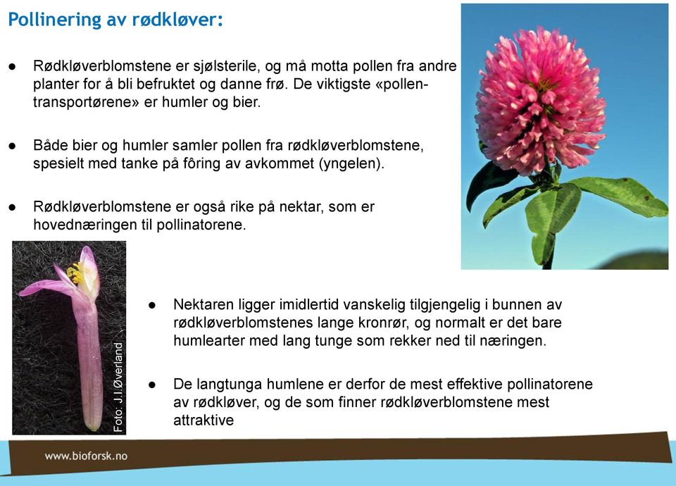 Rødkløverblomstene er også rike på nektar, som er hovednæringen til pollinatorene.