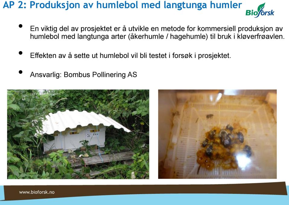 arter (åkerhumle / hagehumle) til bruk i kløverfrøavlen.