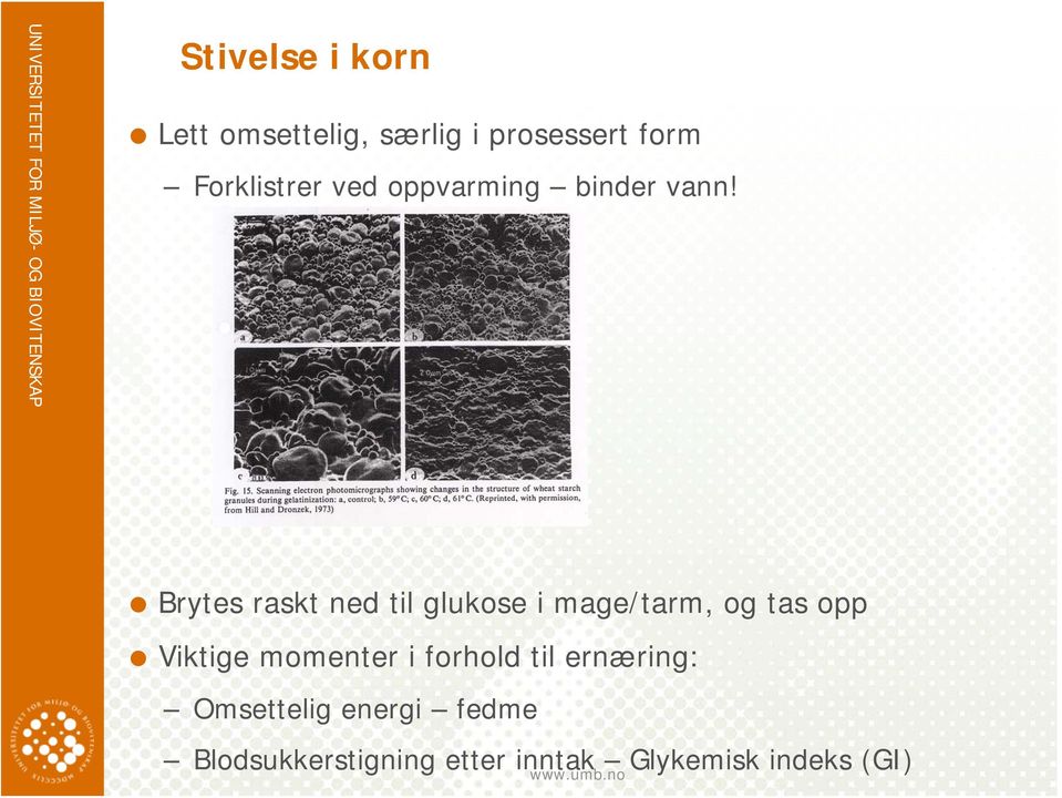 Brytes raskt ned til glukose i mage/tarm, og tas opp Viktige