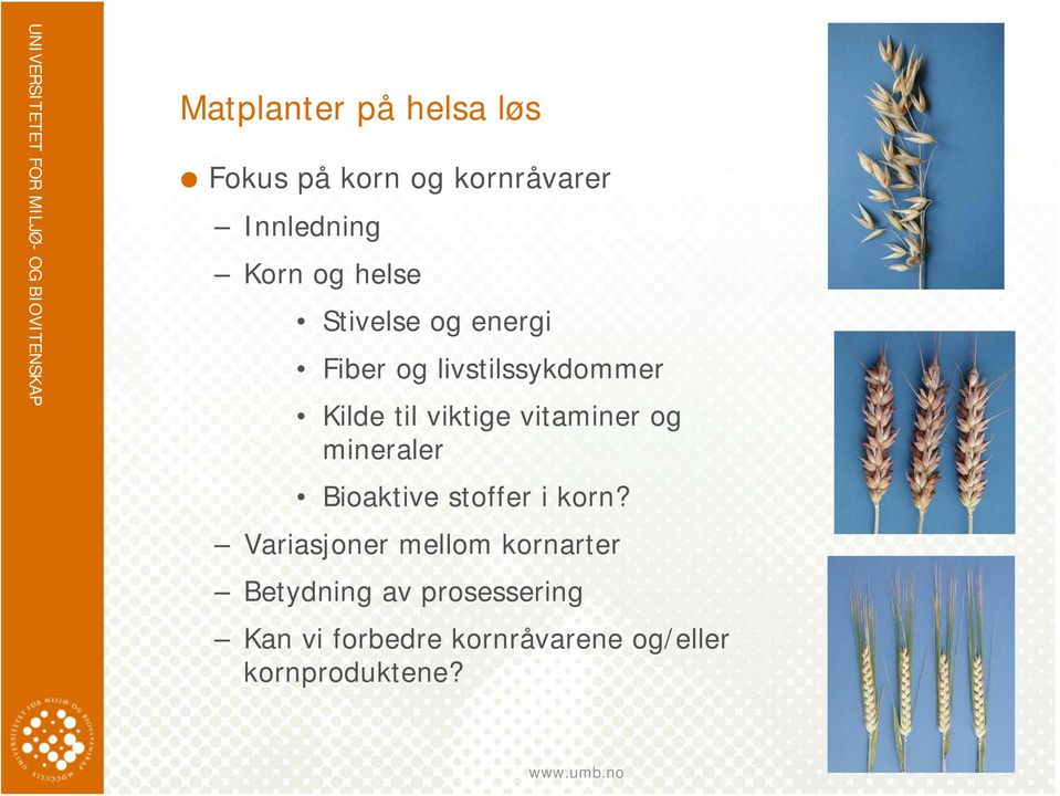 vitaminer og mineraler Bioaktive stoffer i korn?