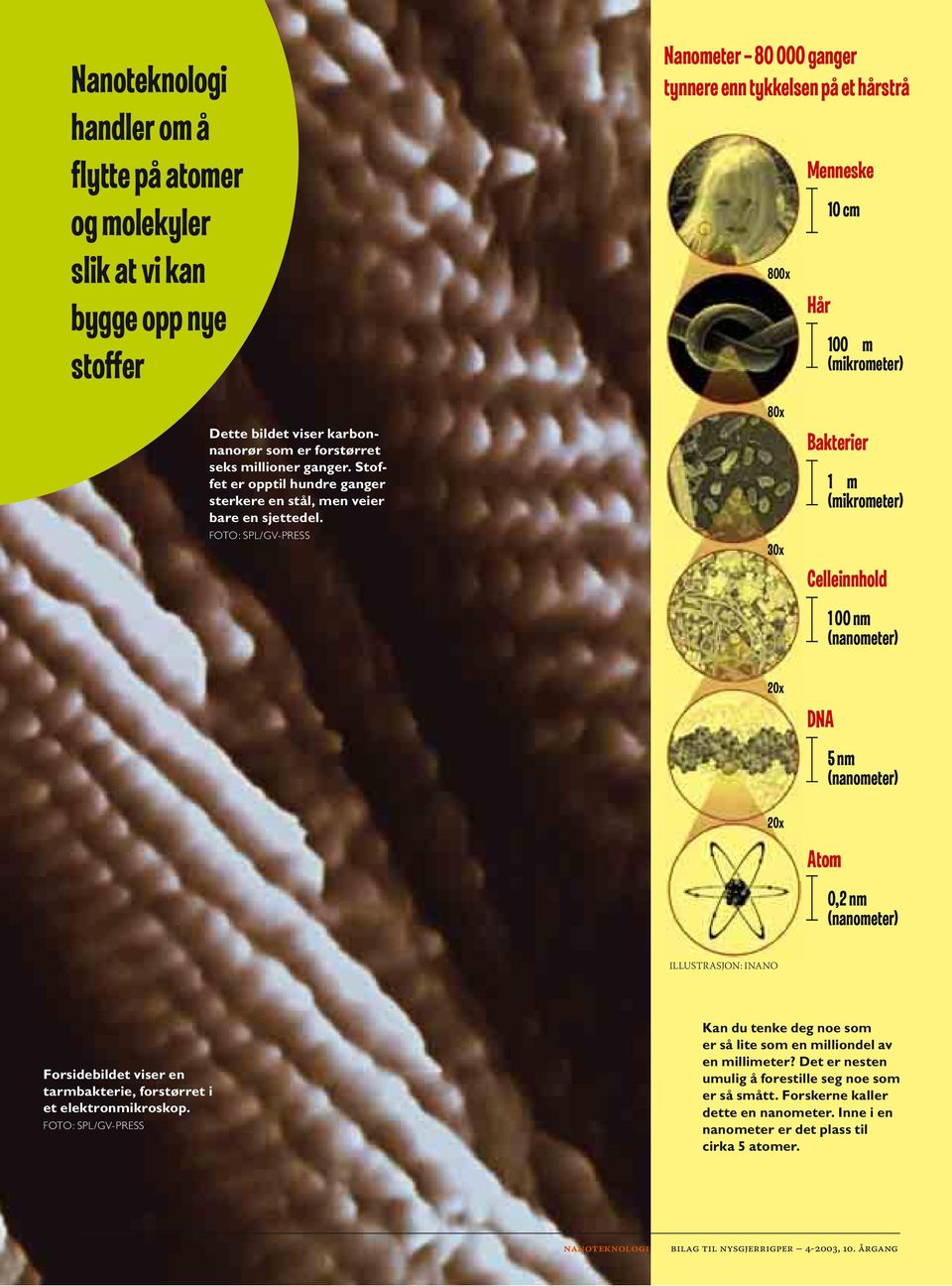 80x 30x Bakterier 1 m (mikrometer) Celleinnhold 1 00 nm (nanometer) 20x DNA 5 nm (nanometer) 20x Atom 0,2 nm (nanometer) ILLUSTRASJON: INANO Forsidebildet viser en tarmbakterie, forstørret i et