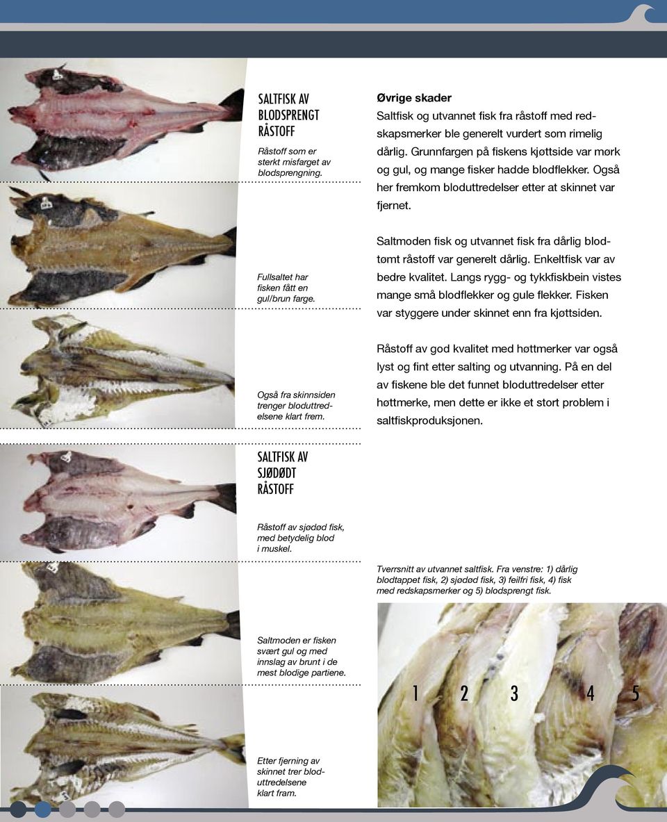 Saltmoden fisk og utvannet fisk fra dårlig blodtømt råstoff var generelt dårlig. Enkeltfisk var av bedre kvalitet. Langs rygg- og tykkfiskbein vistes mange små blodflekker og gule flekker.
