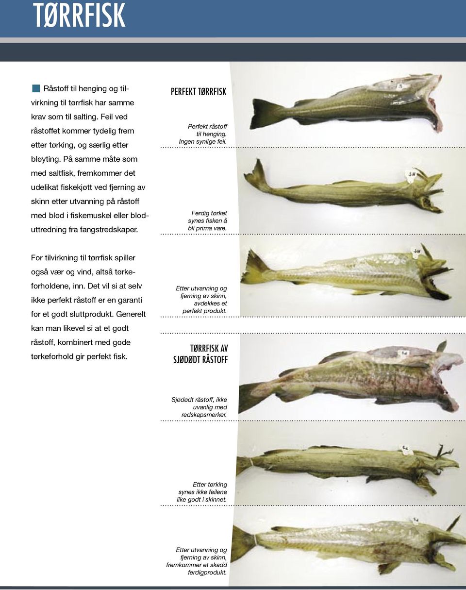 PERFEKT TØRRFISK Perfekt råstoff til henging. Ingen synlige feil. Ferdig tørket synes fisken å bli prima vare. For tilvirkning til tørrfisk spiller også vær og vind, altså tørkeforholdene, inn.