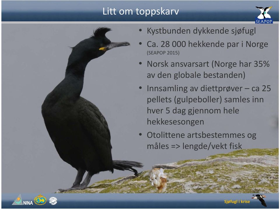 den globale bestanden) Innsamling av diettprøver ca25 pellets (gulpeboller)