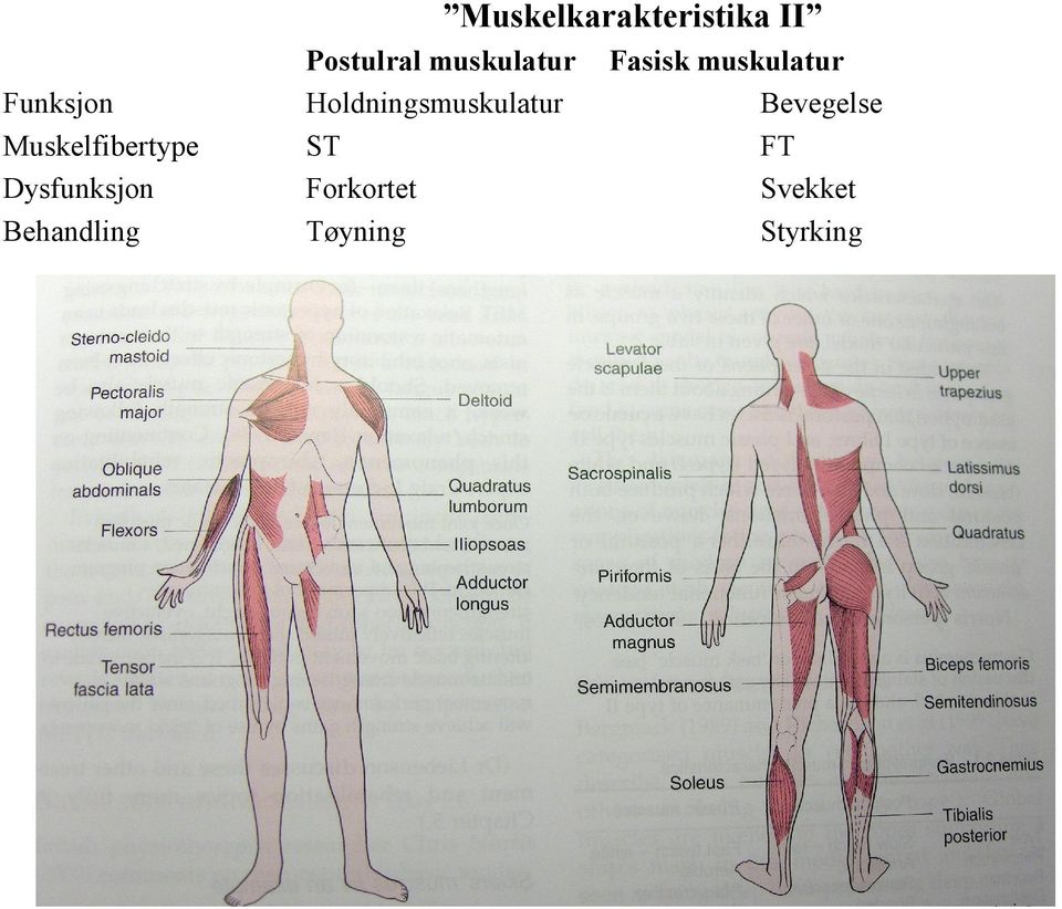 Postulral muskulatur Holdningsmuskulatur ST