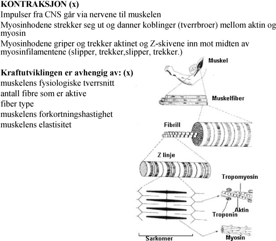 midten av myosinfilamentene (slipper, trekker,slipper, trekker.