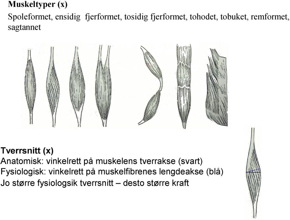 vinkelrett på muskelens tverrakse (svart) Fysiologisk: vinkelrett på