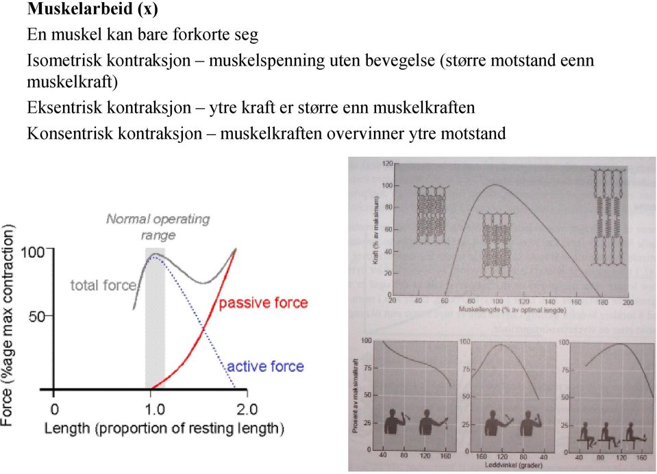 muskelkraft) Eksentrisk kontraksjon ytre kraft er større enn