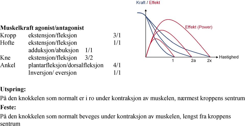 1/1 Utspring: På den knokkelen som normalt er i ro under kontraksjon av muskelen, nærmest kroppens