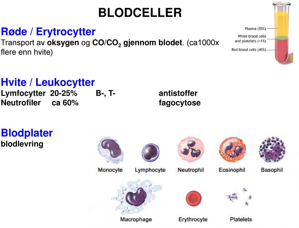 (ca1000x flere enn hvite) Hvite / Leukocytter