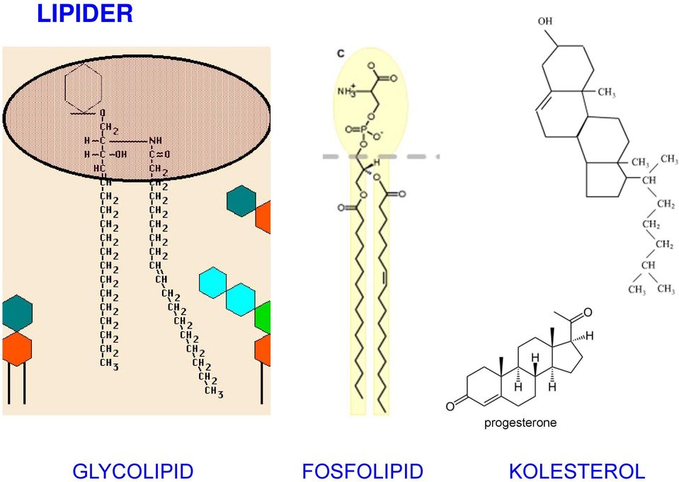 GLYCOLIPID