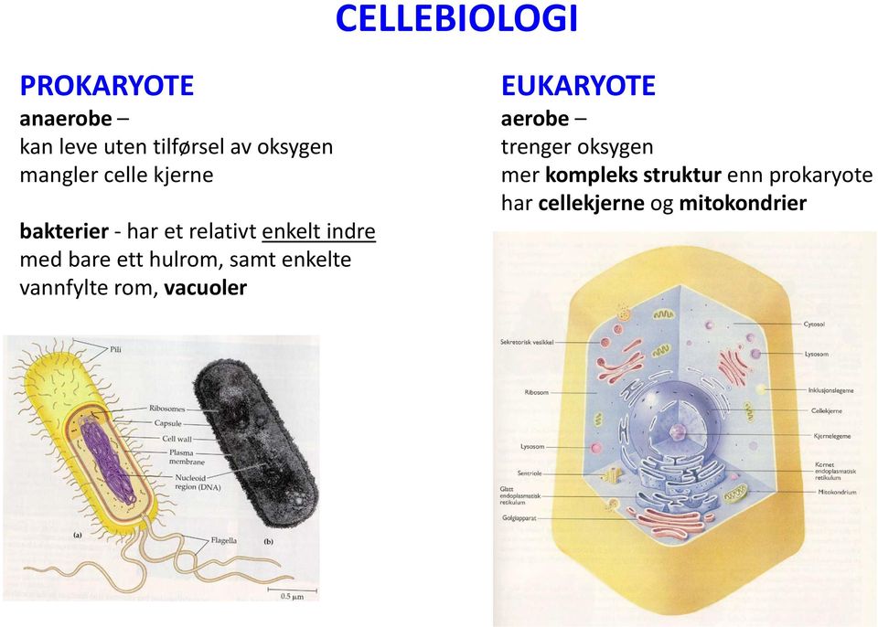 ett hulrom, samt enkelte vannfylte rom, vacuoler EUKARYOTE aerobe